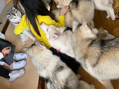 -Husky Go! 哈士奇体验馆·宠物咖啡厅狗咖