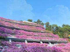 -深圳仙湖植物园