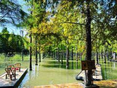 -泗洪洪泽湖湿地景区