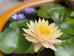 -灵福缘私房菜·农家菜(拈花湾·灵山大佛必推店)