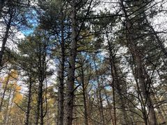 -帽儿山国家森林公园