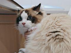 -天使宠物医院·犬猫分诊(彩虹店)