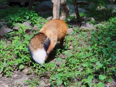 -宫城藏王狐狸村