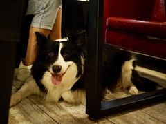 -百好乐宠物友好餐厅(朝外大街店)