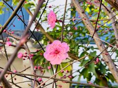 -花博汇(知音花月夜)