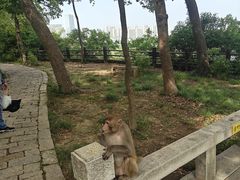-苏州上方山国家森林公园