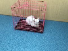 -宠颐生猫科·内科皮肤科(西平世纪城店)