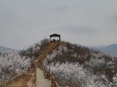 -大岭沟猕猴桃谷风景区