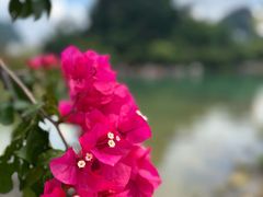 -靖西鹅泉风景区