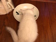 -东方名猫馆·英短金渐层布偶猫舍(环线广场1号楼店)