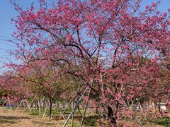 -天适樱花悠乐园