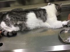 -暖阳宠物医院·犬猫康复中心·骨科