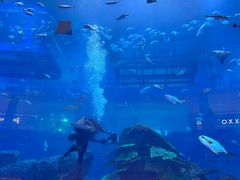 -迪拜水族馆及水下动物园