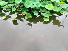 -龙头寺公园