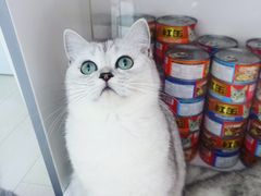 -喵的天空名猫咖啡馆·撸猫·猫舍·用品