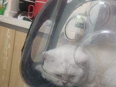 -全心全意连锁动物医院·微创中心·内科急重症·心脏专科(丰管路店)