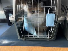 -伟伟宠物医院·瑞派猫友好医院·猫科(光谷店)