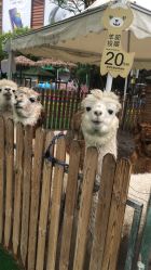 -萌宠亲子动物乐园(槐房万达店)