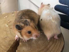 -怪兽屋·羊驼·猫咖·狗咖(俊华广场店)