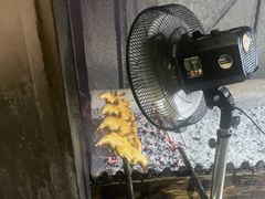 -三栋屋烧鸡