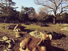 -枫雅和服体验(奈良店)