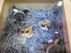 -滚猫咖啡·猫咖·猫友好撸猫(未来城店)