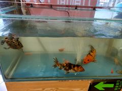 -洋洋安徽牛肉板面(洋洋店)