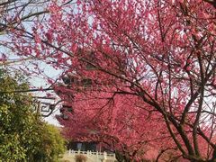 -杭州半山国家森林公园