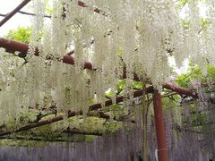 -嘉定紫藤园
