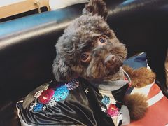 日系秋冬新款-Oh My Dog宠物沙龙(伊珊娜皮毛护理店)