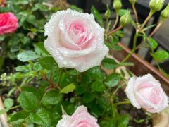-小芙蓉湘菜馆(易生活购物公园店)