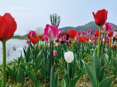 -径山花海