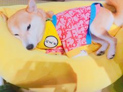 -逗柴咖啡屋·狗咖猫咖宠物桌游