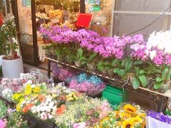 -溪岸路花鸟市场