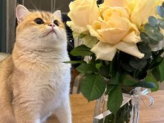 -喵zoo家庭繁育猫舍(尖东智能花园店)