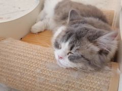 -飞行喵MR PILOT|猫舍·猫咖(静安大融城店)