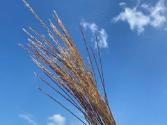 -重庆睡佛山森林公园