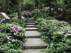 -铁山坪森林公园