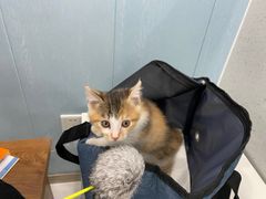 -纳吉亚猫专科动物诊疗中心(蒋宅口分院)