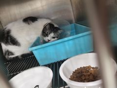 -北京恒爱动物医院(清景园分院)