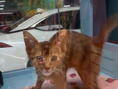 -FAELING PETS美天灵宠物(合生汇店)