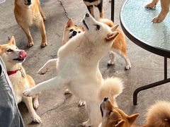 -柴犬高等学院·狗咖·柴犬售卖·宠物训练