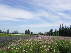 -曲江薰衣草庄园
