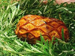 -Le Bistrot de Racine