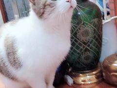 -万小咖.猫咖(中山路天虹店)
