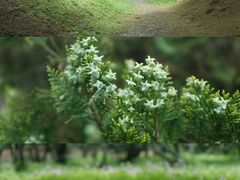 -杭州植物园