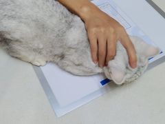 -宠颐生汉谟拉比宠物医院
