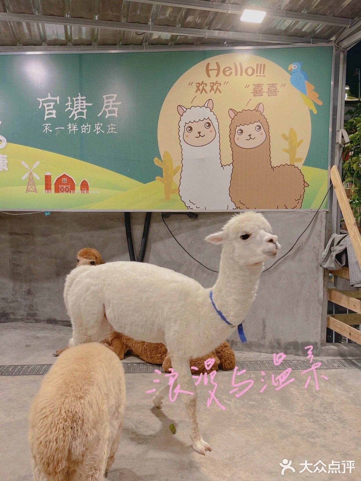 朋友聚餐亲子农庄💚 | 0元免费看羊驼🦙