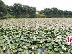 -松山湖南湖湾露营营地