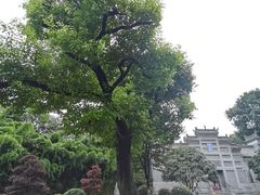 -习家池